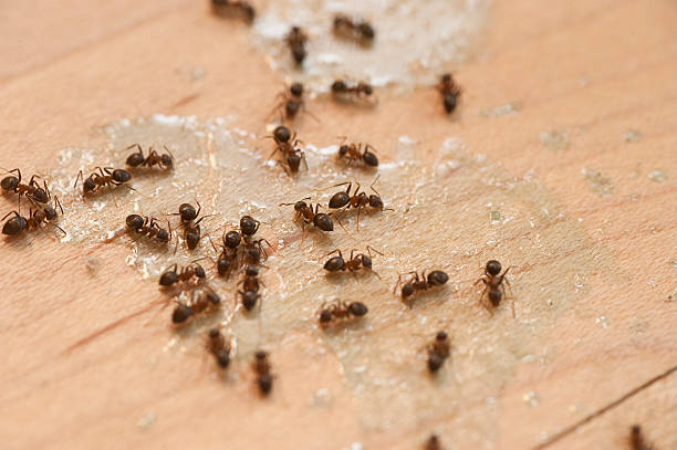  Walnut Grove, CA Pest Control Pros